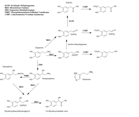 Neurotransmitters metabolism